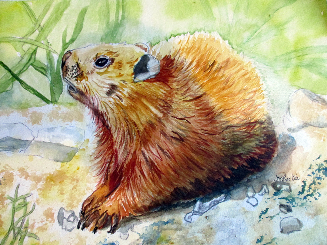 Groundhog by Jocelyn Reekie