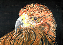 Golden Eagle Head by Jocelyn Reekie